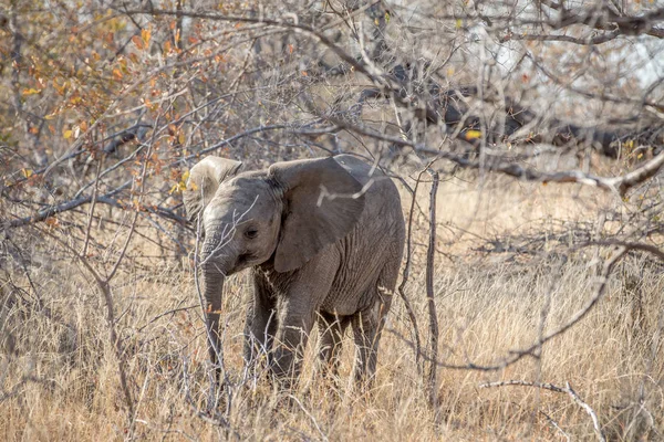 Bebé elefante becerro de pie en los arbustos . — Foto de Stock