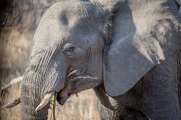 Perfil lateral de un elefante en el Kruger . — Foto de Stock