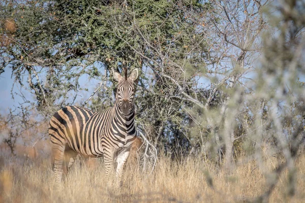 Zebra de pé na grama e estrelando . — Fotografia de Stock