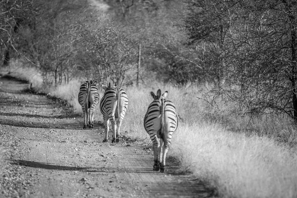 Zebras walking on the road in a single file.
