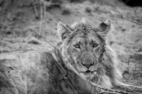 Zblízka mladý Lví samec. — Stock fotografie