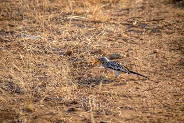 Hornbill de bico amarelo em pé na areia . — Fotografia de Stock