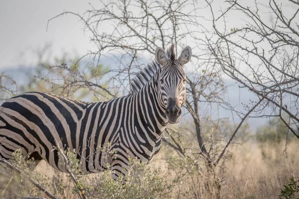 Zebra ayakta çim ve yıldızı. — Stok fotoğraf