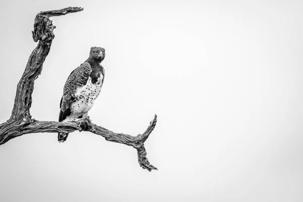 Martial eagle sitter på en gren. — Stockfoto