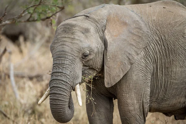 Fechar de um elefante africano . — Fotografia de Stock