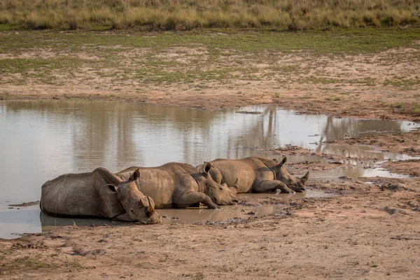 Білі носороги, що лежать біля води . — стокове фото