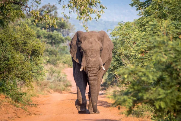 Big Elephant bull walking towards the camera. — Stock Photo, Image