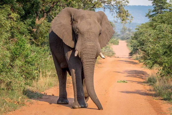 Gros taureau éléphant marchant vers la caméra . — Photo