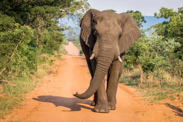 Μεγάλο ταύρος ελεφάντων περπατώντας προς την κάμερα. — Φωτογραφία Αρχείου