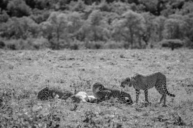 Çitalar erkek bir Impala besleme öldürmek.
