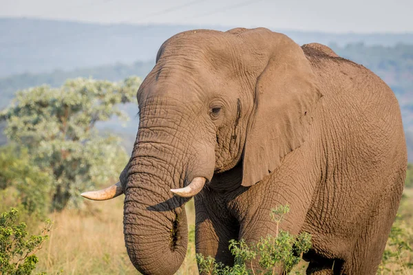 Gros plan d'une tête d'éléphant d'Afrique . — Photo