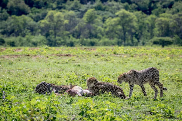 Cheetahs feeding on a male Impala kill. — Stock Photo, Image