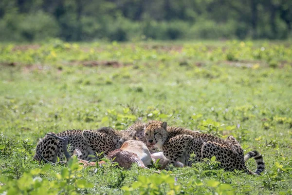 Cheetahs alimentando-se de um macho Impala matar . — Fotografia de Stock