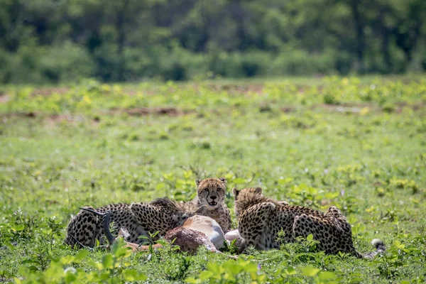 Ghepardi che si nutrono di un maschio Impala uccidere . — Foto Stock