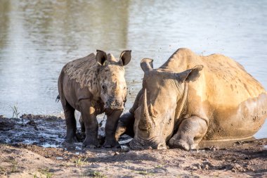 Annesi beyaz rhino ve bebek buzağı su.