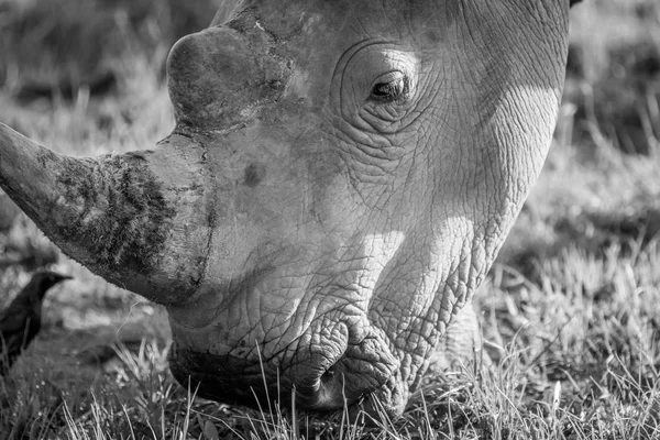 Close-up de um rinoceronte branco pastando . — Fotografia de Stock