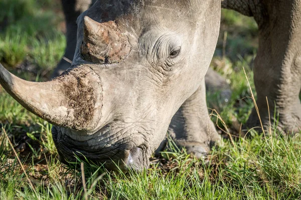Gros plan d'un pâturage de rhinocéros blancs . — Photo