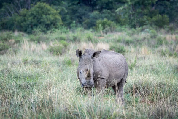 Bílý nosorožec stojící v trávě. — Stock fotografie
