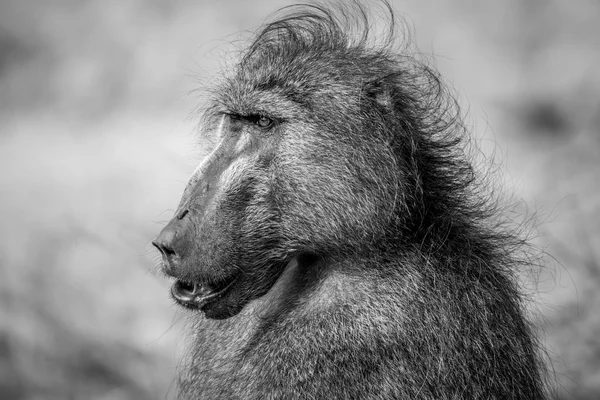 Fechar de um babuíno Chacma no Kruger . — Fotografia de Stock