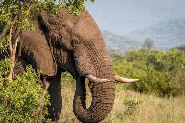 Profil boczny słonia w Welgevonden. — Zdjęcie stockowe