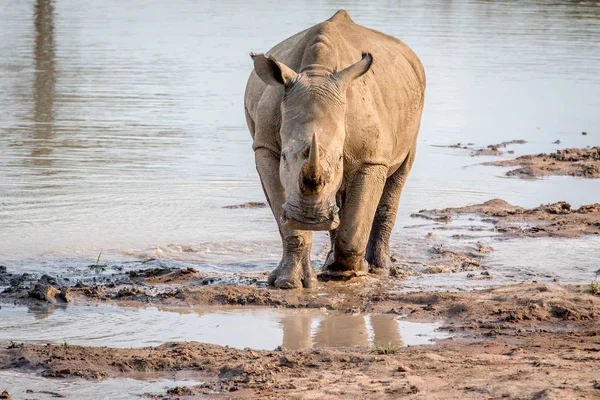 Beyaz rhino ayakta su. — Stok fotoğraf