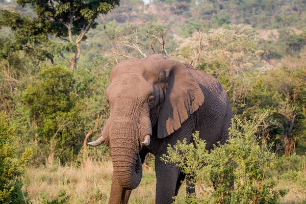 Африканский слон стоит в траве . — стоковое фото