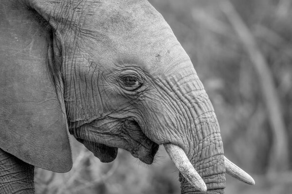 Close up of an African elephant.