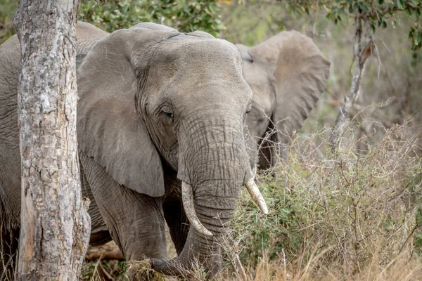 Gros plan sur un éléphant d'Afrique . — Photo