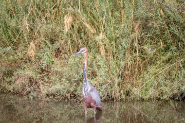 Goliath heron ayakta su.