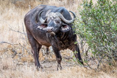 Kameraya oynadığı büyük eski Buffalo boğa.