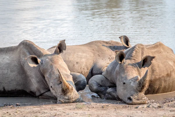 Skupina bílých nosorožců, kterým se ve vodě. — Stock fotografie