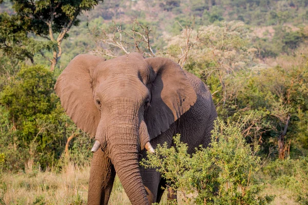 Африканский слон стоит в траве . — стоковое фото