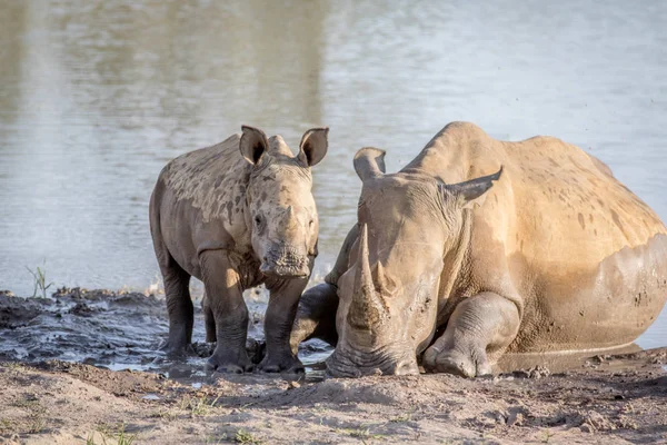 Mother White rhino and baby calf by the water.