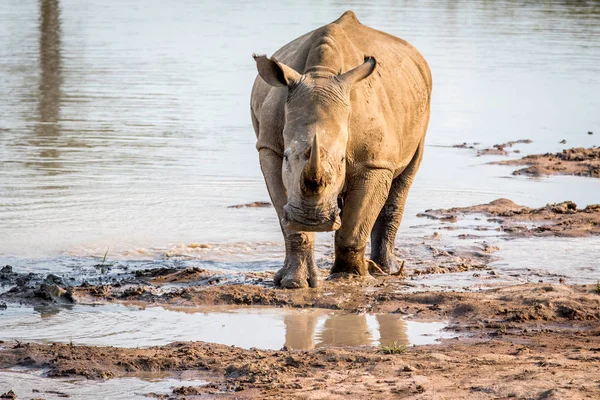 Beyaz rhino ayakta su. — Stok fotoğraf