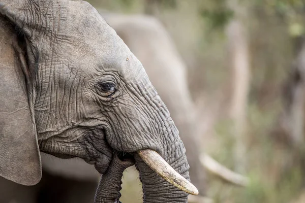 Primer plano de un elefante africano . — Foto de Stock