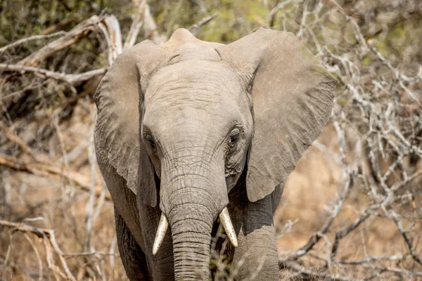 Afrikansk elefant huvudrollen på kameran. — Stockfoto