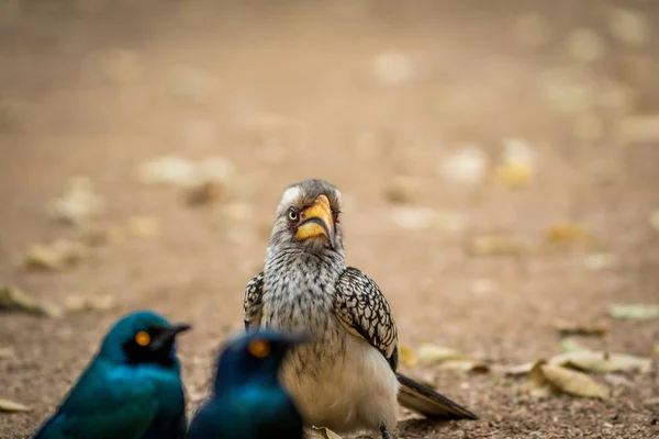 Yellow-billed neushoornvogel en Cape spreeuwen. — Stockfoto