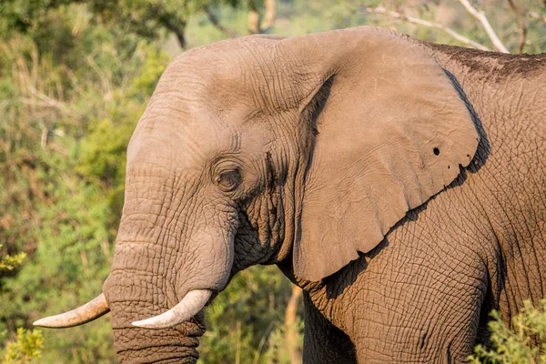 Side profile of an African elephant. — Stock Photo, Image