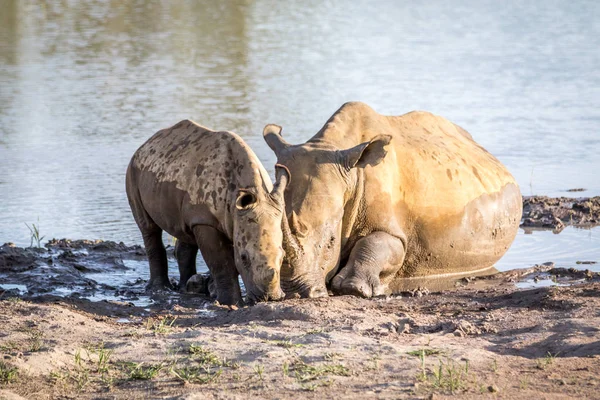 Mère Rhinocéros blanc et bébé veau près de l'eau . — Photo