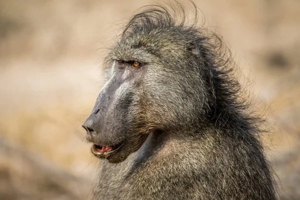 Fechar de um babuíno Chacma no Kruger . — Fotografia de Stock