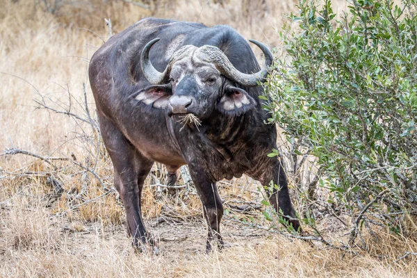 Velké staré Buffalo bull hrají na kameru. — Stock fotografie