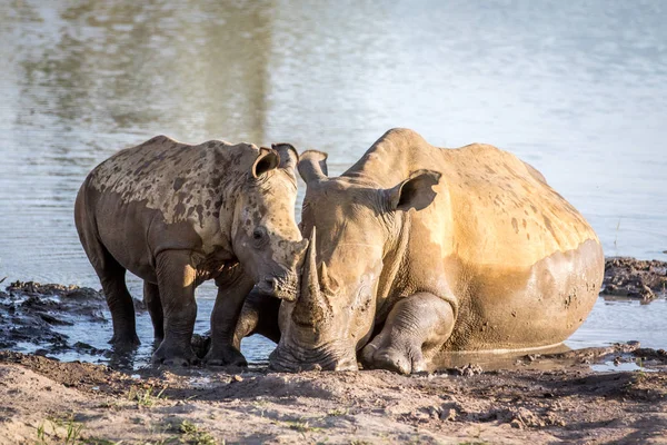 Annesi beyaz rhino ve bebek buzağı su. — Stok fotoğraf