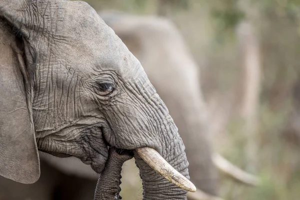 Närbild av en afrikansk elefant. — Stockfoto