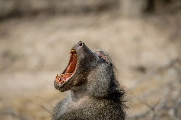 Chacma maymun Kruger esneme. — Stok fotoğraf