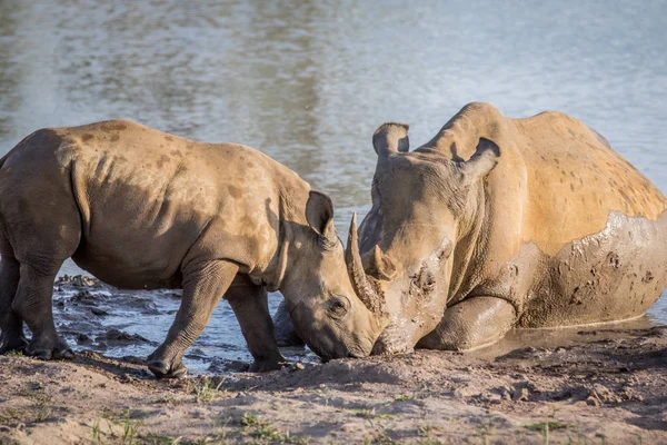 Annesi beyaz rhino ve bebek buzağı su. — Stok fotoğraf