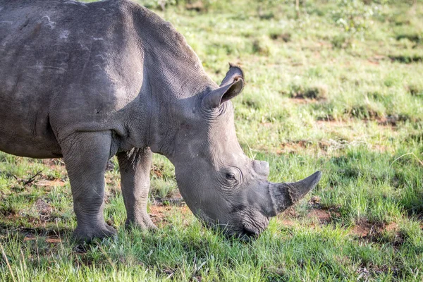 Close up of a White rhino grazing. — Stock Photo, Image