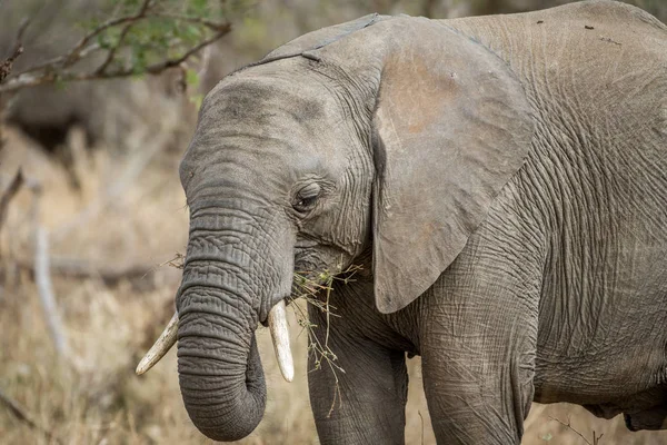 Gros plan sur un éléphant d'Afrique . — Photo