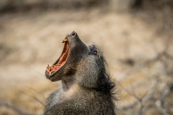 Chacma babuíno bocejando no Kruger . — Fotografia de Stock