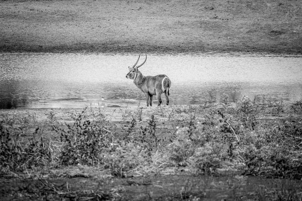 Grande macho Waterbuck de pé à beira da água . — Fotografia de Stock