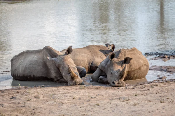 Groupe de rhinocéros blancs dans l'eau . — Photo